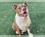 Small #2 American Pit Bull Terrier Mix