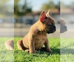 Small #1 French Bulldog