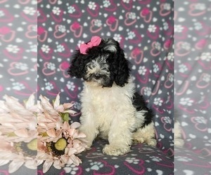 Cock-A-Poo Puppy for sale in KIRKWOOD, PA, USA