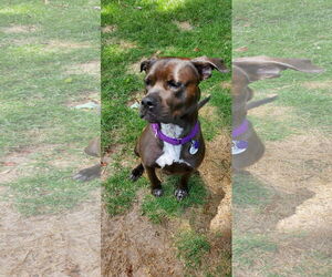 Boxador Dogs for adoption in Atlanta, GA, USA
