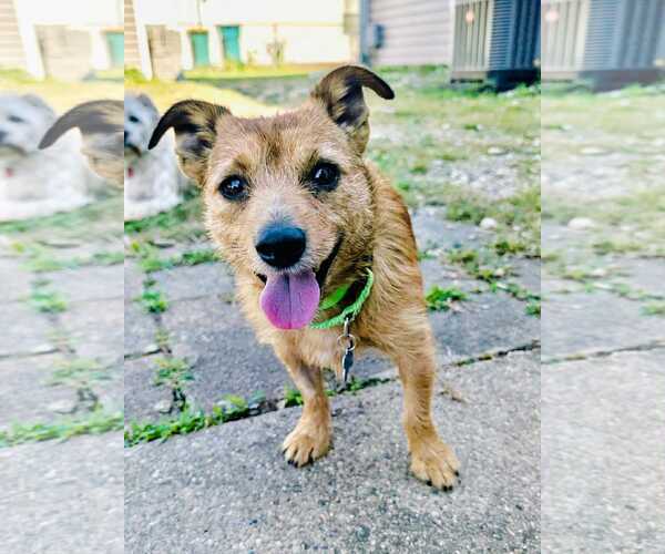 Medium Photo #1 Irish Setter-Unknown Mix Puppy For Sale in Plainfield, IL, USA