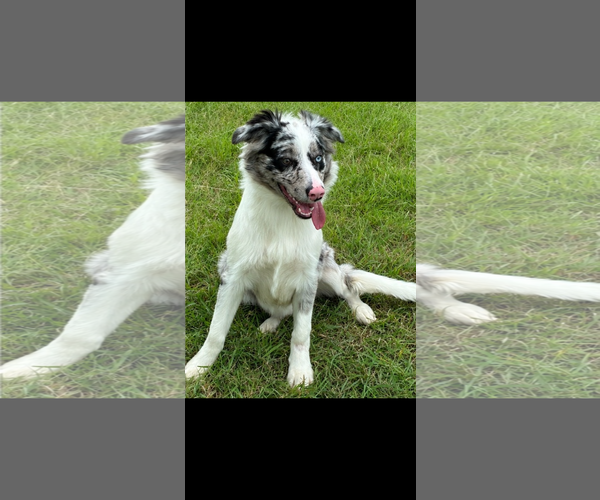 Medium Photo #3 Australian Shepherd Puppy For Sale in Dallas, TX, USA