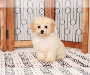 Poochon Puppy for sale in NAPLES, FL, USA