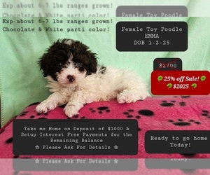 Poodle (Toy) Puppy for sale in TUCSON, AZ, USA