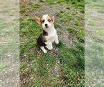 Puppy Hannah Pembroke Welsh Corgi