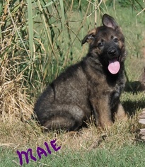 German Shepherd Dog Puppy for sale in HOPE, KS, USA