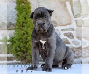 Cane Corso Puppy for sale in EAST EARL, PA, USA