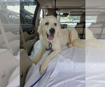 Small #6 Great Pyrenees Mix