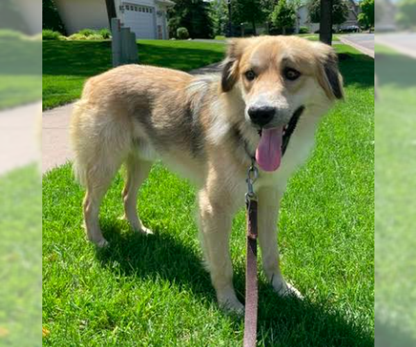 Medium Photo #10 Golden Retriever-Unknown Mix Puppy For Sale in Brooklyn Center, MN, USA