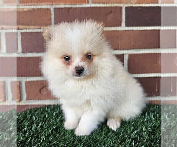 Medium Photo #18 Pomeranian Puppy For Sale in BOSTON, MA, USA