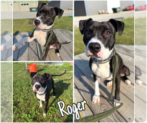 American Staffordshire Terrier Dogs for adoption in Pierceton , IN, USA