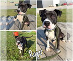 Small American Staffordshire Terrier