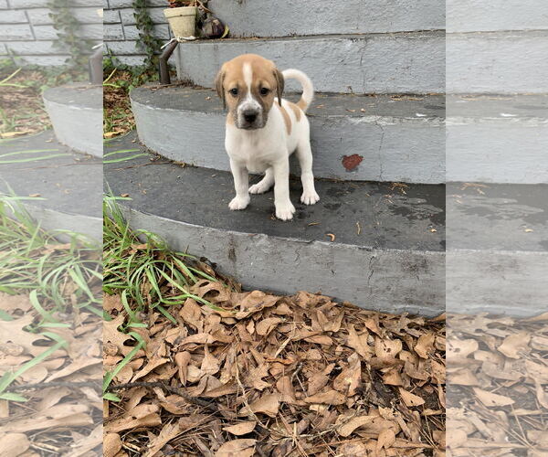 Medium Photo #3 Labrador Retriever-Unknown Mix Puppy For Sale in The Woodlands, TX, USA
