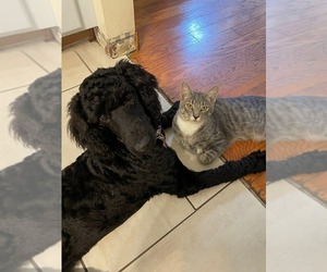 Mother of the Goldendoodle puppies born on 09/02/2026