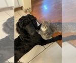 Small Photo #1 Goldendoodle Puppy For Sale in COCOA, FL, USA