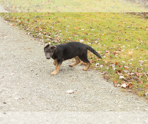 German Shepherd Dog Puppy for sale in GOSHEN, IN, USA