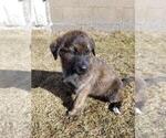 Puppy Tippy Golden Shepherd