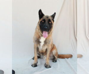Medium German Shepherd Dog