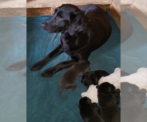 Mother of the Labrador Retriever puppies born on 04/17/2023