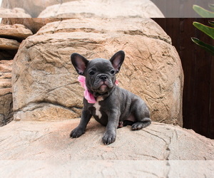 French Bulldog Dog for Adoption in SAN DIEGO, California USA