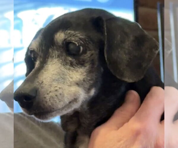 Medium Photo #5 Dachshund-Unknown Mix Puppy For Sale in Tampa, FL, USA