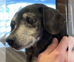 Small #4 Dachshund Mix
