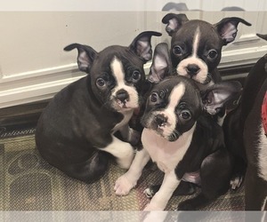 Boston Terrier Puppy for sale in SIMI VALLEY, CA, USA