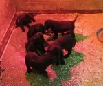 Small #5 Labrador Retriever