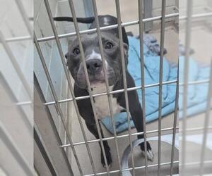 Mutt Dogs for adoption in Decatur, IL, USA