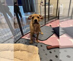 Small #5 Mutt