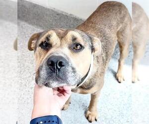 American Pit Bull Terrier Dogs for adoption in Houston, TX, USA