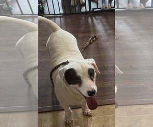 Basston Dogs for adoption in Deepwater, NJ, USA