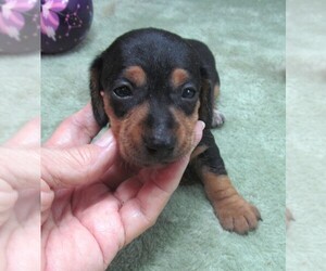 Dachshund Puppy for sale in RATTAN, OK, USA