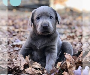 Labrador Retriever Puppy for sale in DRY RUN, PA, USA