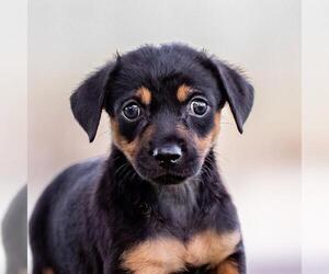 Dancer Pup - Jitterbug - Female Mutt Dog for Adoption - Photo #6