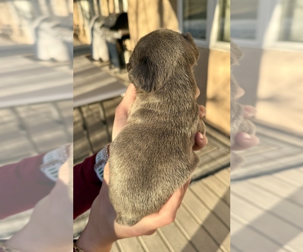 Medium Photo #2 French Bulldog Puppy For Sale in PUEBLO, CO, USA
