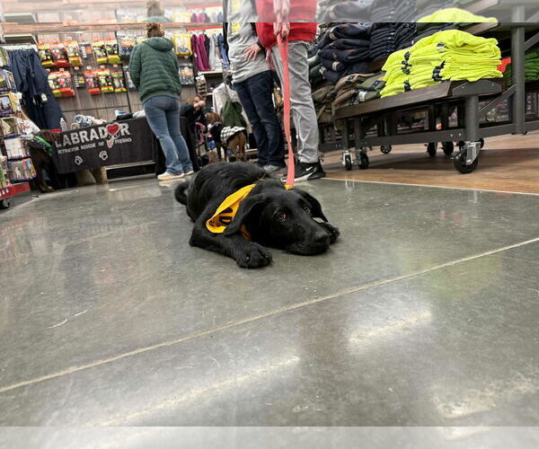 Medium Photo #6 Labrador Retriever-Unknown Mix Puppy For Sale in Clovis, CA, USA
