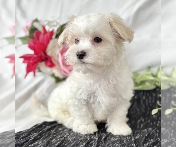 Medium Photo #11 Maltese Puppy For Sale in ROCK STREAM, NY, USA