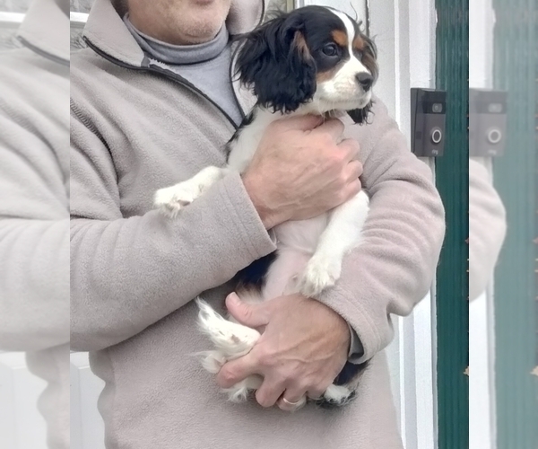 Medium Photo #14 Cavalier King Charles Spaniel Puppy For Sale in HOWLAND, OH, USA