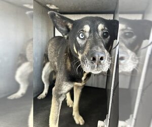 Huskies -Unknown Mix Dogs for adoption in San Antonio, TX, USA