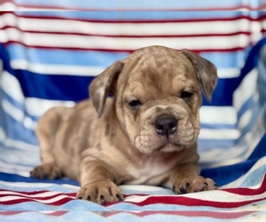 English Bulldog-French Bulldog Mix Puppy for sale in NEWTON, NJ, USA