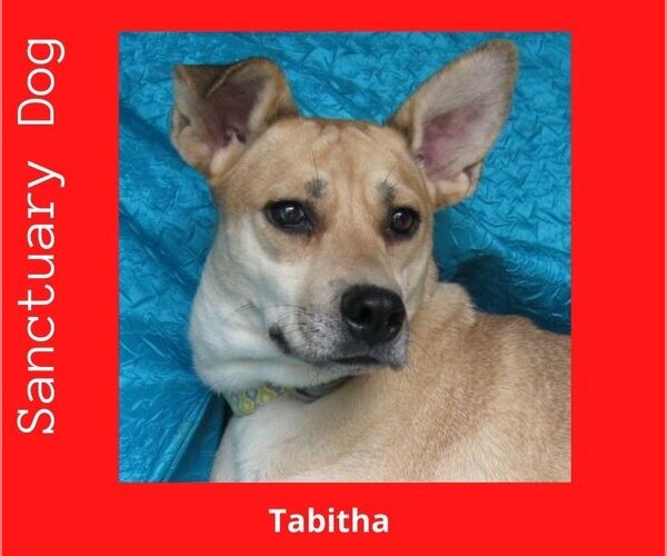 Medium Photo #1  Puppy For Sale in , 