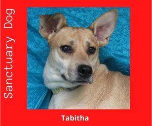 Labrador Retriever-Unknown Mix Dogs for adoption in Cuba, NY, USA