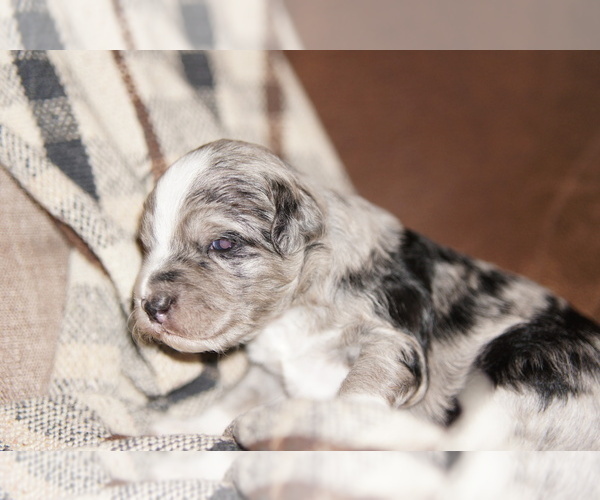 Medium Photo #3 Golden Mountain Doodle  Puppy For Sale in JIM FALLS, WI, USA
