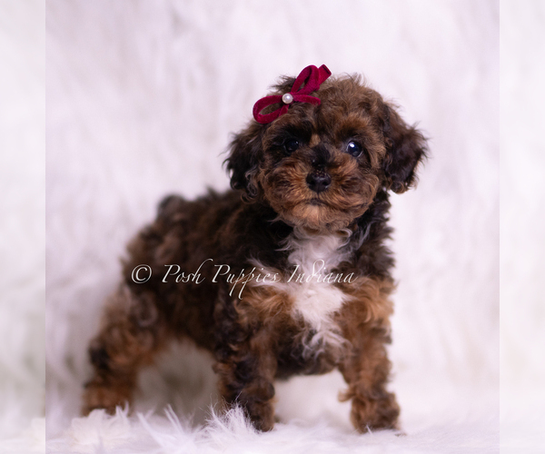 Medium Photo #3 Poodle (Toy) Puppy For Sale in WARSAW, IN, USA