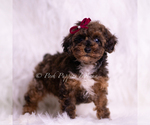 Small #2 Poodle (Toy)