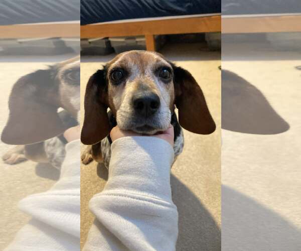 Medium Photo #2 Beagle Puppy For Sale in Clinton , MI, USA