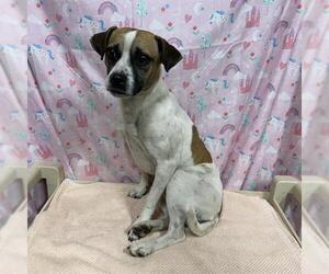 Mutt Dogs for adoption in Modesto, CA, USA