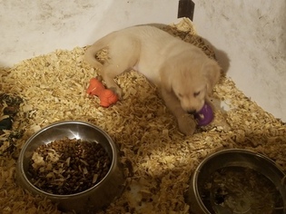 Golden Retriever Puppy for sale in BLAIRSVILLE, PA, USA