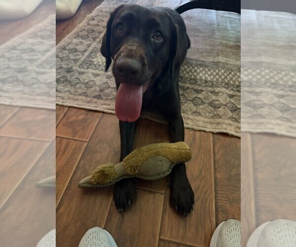 Medium Photo #9 Labrador Retriever Puppy For Sale in JOSHUA, TX, USA